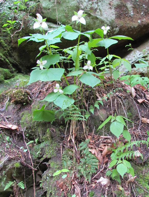 Trillium